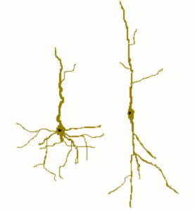 Comparison of normal neurons and Von Economo neurons