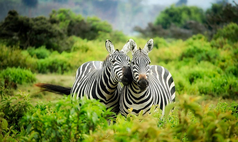 Rare color variations in zebras