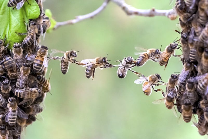 Image of animals cooperating in nature