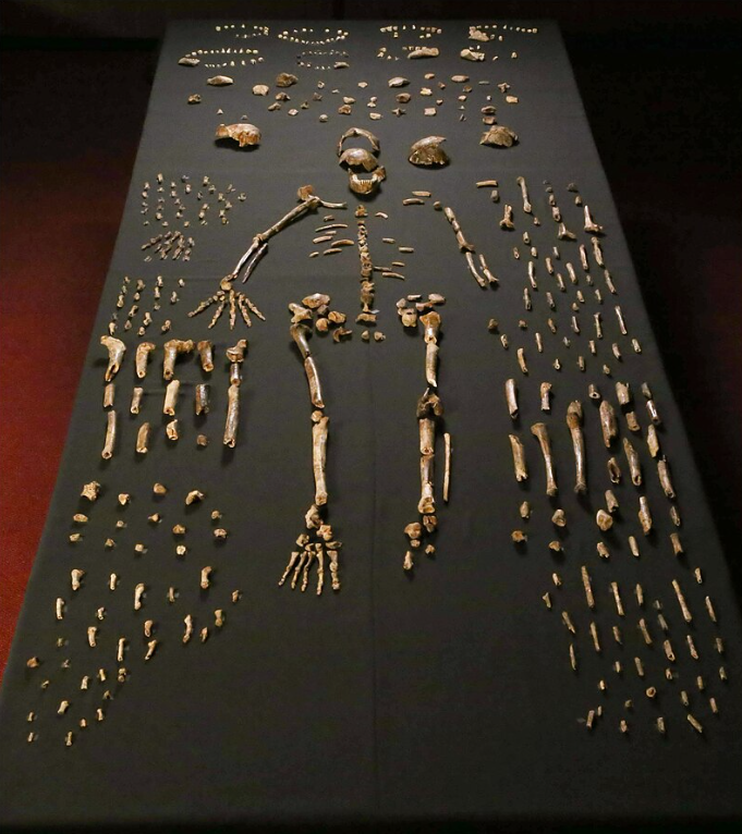 Fossils of Homo Naledi discovered in South Africa