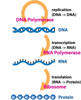 RNA structure and function