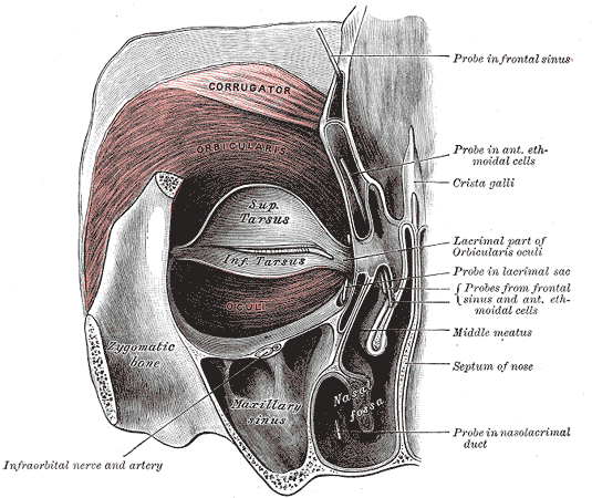 Diagram of eye muscles involved in winking