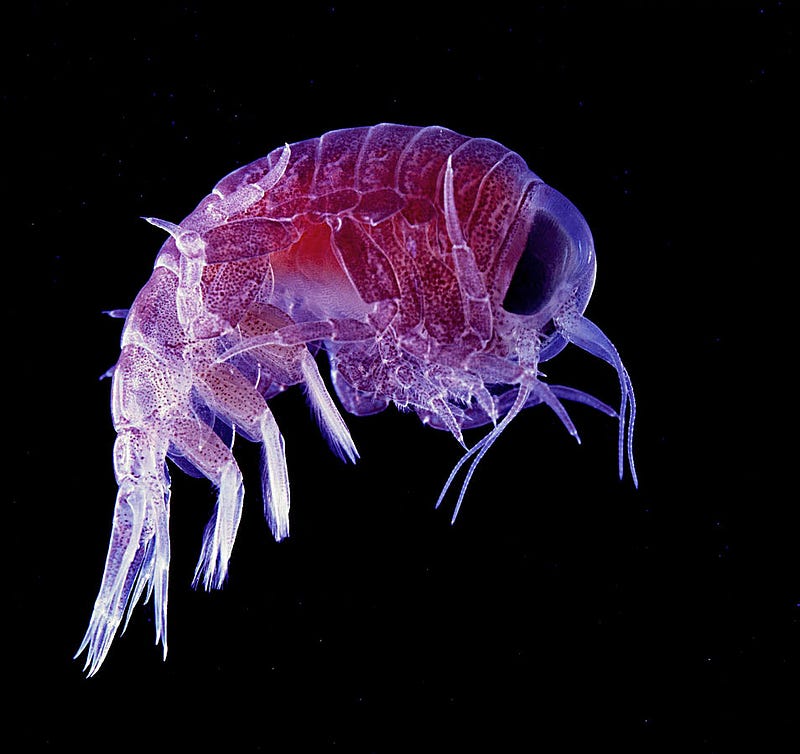 Close-up view of amphipods in their habitat