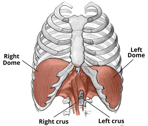 Diaphragm Breathing Exercise