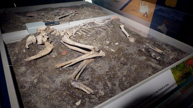 Ancient dog remains discovered in a grave