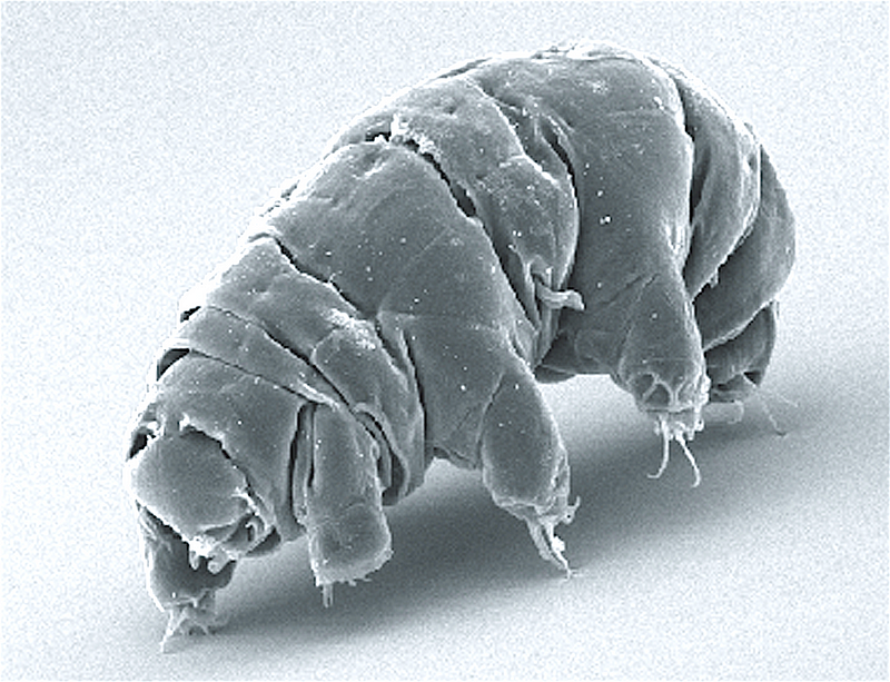 Electron microscope image of a Tardigrade