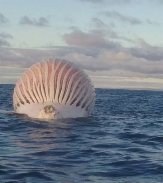 Whale carcass floating on the ocean's surface