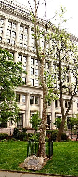 Bicentennial Moon Tree in Washington Square