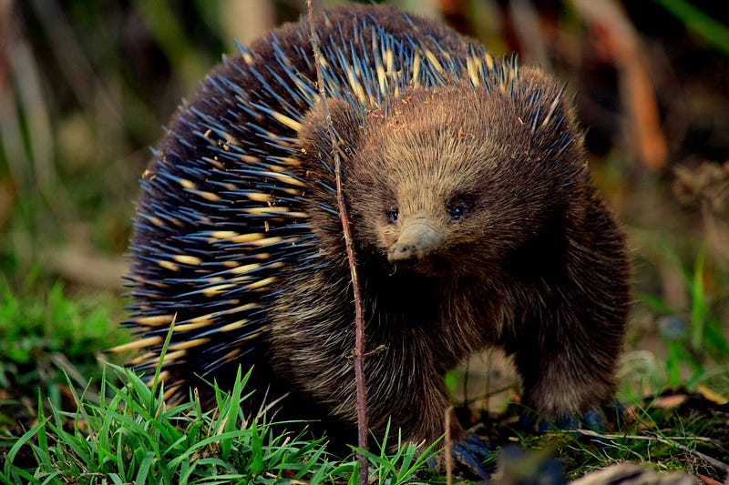 Echidna in its natural habitat