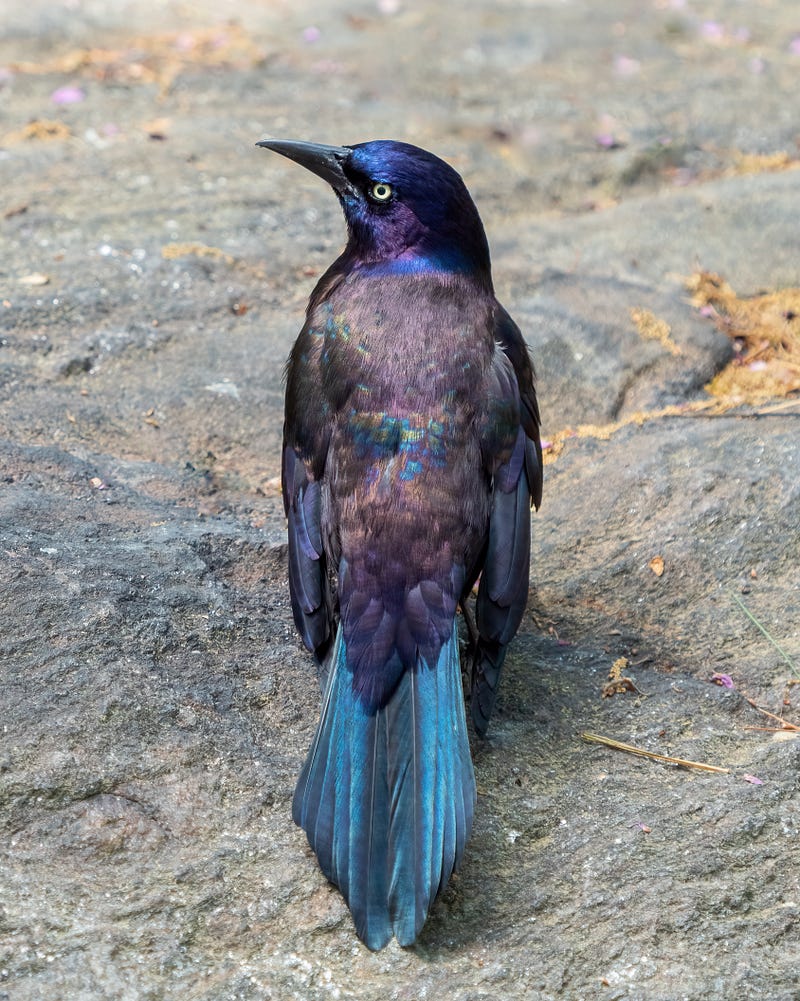 Iridescence observed in natural environments