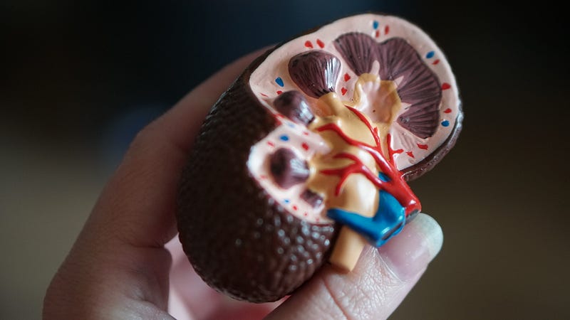 Kidneys and their essential functions