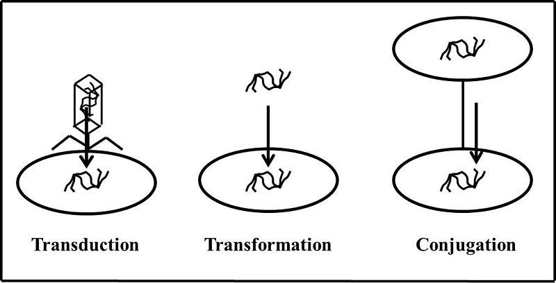 Genetic exchange between bacteria